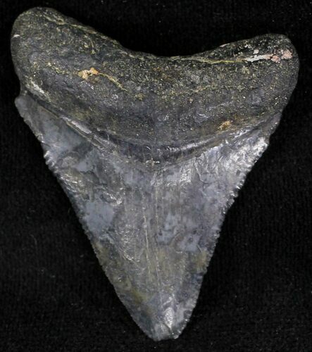 Bargain Juvenile Megalodon Tooth - Florida #21200